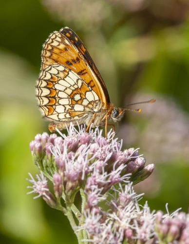 Réf. 265 037 : Melitaea sp.